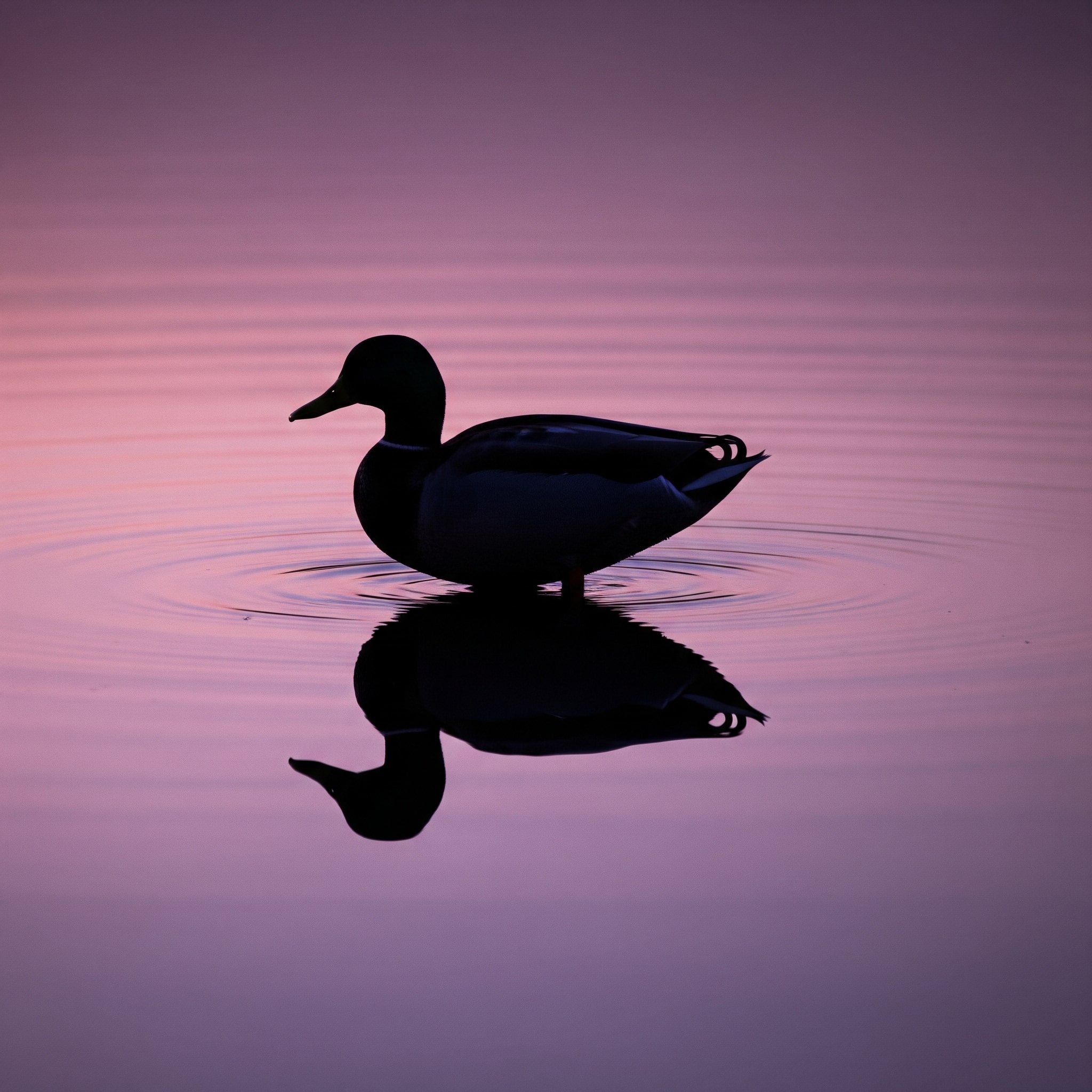 New BlackDuck Integrations Boost Security Scanning Capabilities in Plexicus